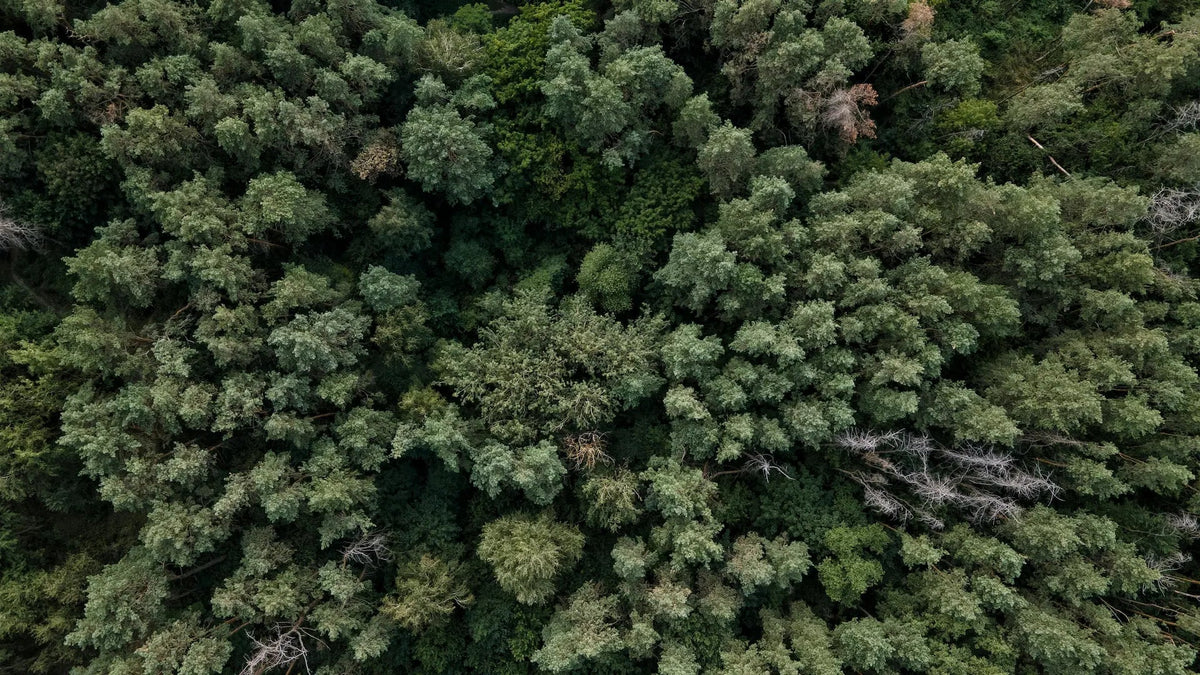 Blick von oben auf ein dichtes Waldgebiet