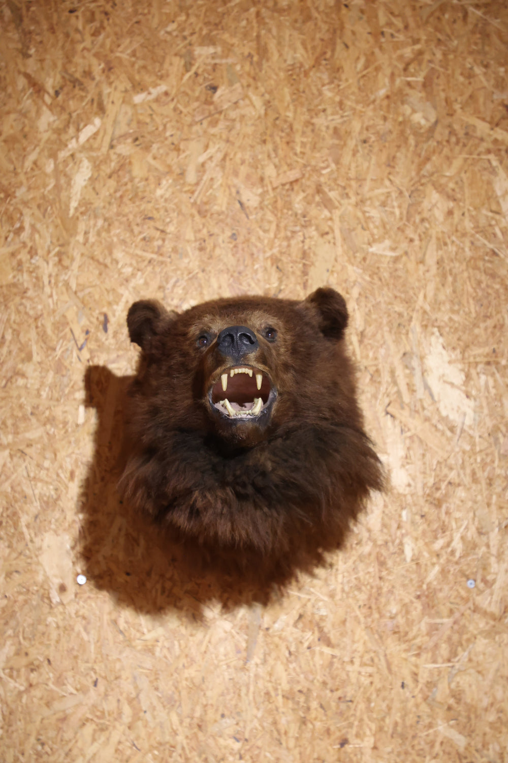 Der Bär bei uns in Malters