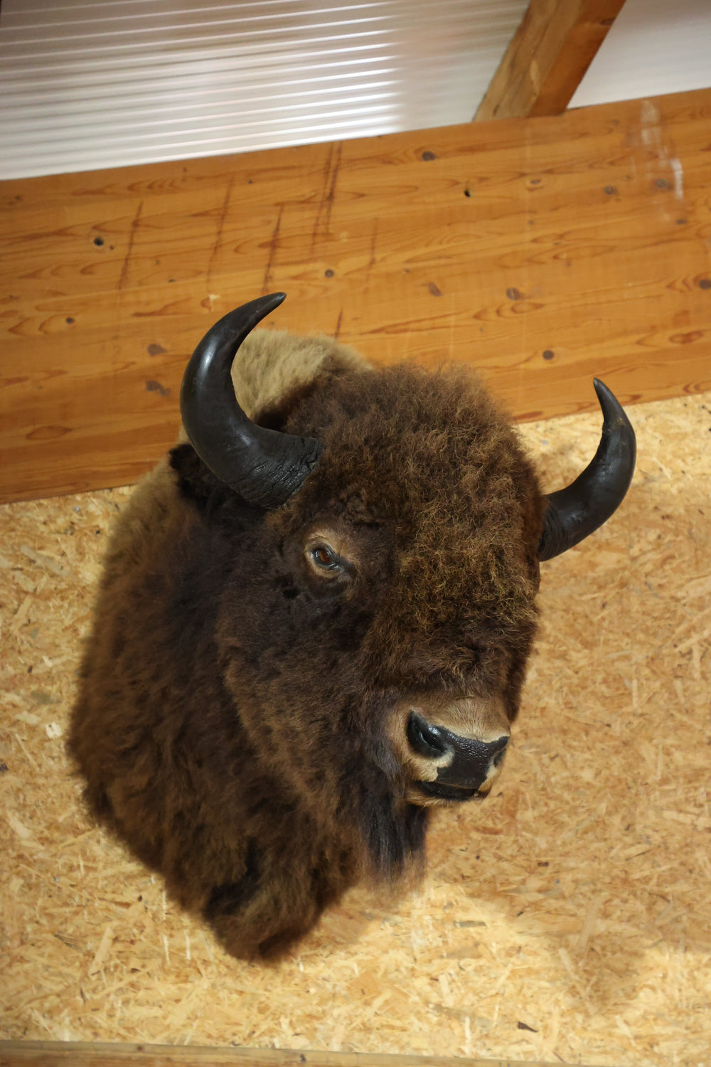 Der Bär bei uns in Malters
