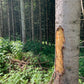 Toolprotect - Stammschutzmatte SSM - Wicki Forst AG