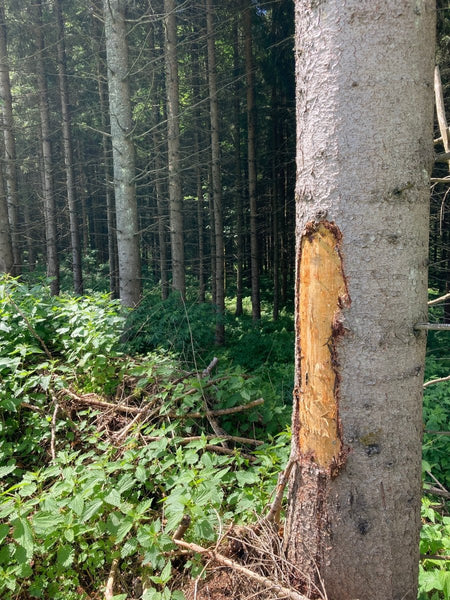 Toolprotect - Stammschutzmatte SSM - Wicki Forst AG