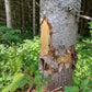 Toolprotect - Stammschutzmatte SSM - Wicki Forst AG